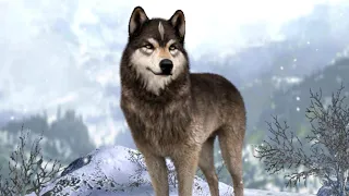 Симулятор Волков #1 Wolf Game The Wild Kingdom - Начало Альфа с Кидом на пурумчата