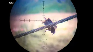 fx air gun hunting crow