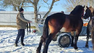 ДВА ДНЯ ПАРОВКИ ♥️І ІВАНКА ВІДБИЛА/ЖЕРЕБЕЦЬ НА ПАРОВКУ