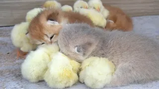 It's warm for four lovely kittens and chickens to sleep together. Animals cute video 💖💖💖