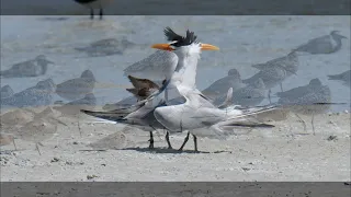 Fort Desoto Florida Birds