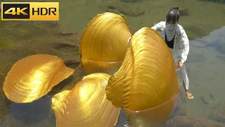 【4KHDR】😱The whole body is covered in golden clams, let's see what kind of pearls we can collect