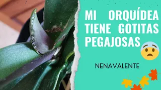 Mi Orquídea tiene gotitas pegajosas 😱