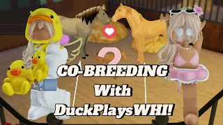 Co-Breeding With @DuckPlays_WHI !!!! | Wild Horse Islands