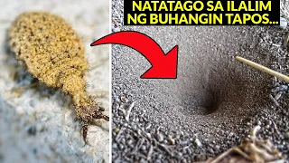 Ganito mang Hunting ang Insekto na ito! 8 Matitinding Insekto at Hayop na Hunter sa Kalikasan