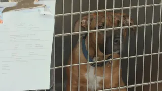 North Texas animal shelters over capacity, in dire need of help