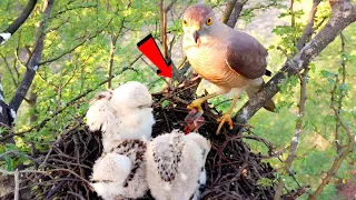 Predator bird preys babbler baby and get it in nest for her babies @BirdPlusAnimals