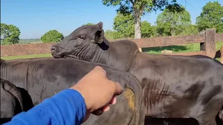 NELORE ANGUS?? esse passou despercebido na balança- BOIADA PESADISSIMA