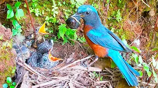 Greedy cuckoo gets big bug杜鹃鸟太贪心了，得到大虫子还想要，鸟爸爸直接叼走不喂