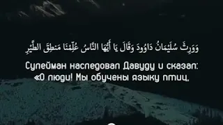 Сура 27 «Муравьи», аяты 15-17. Чтец: Ислам Субхи.