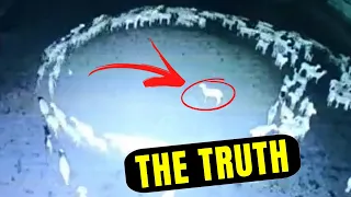 TRUTH REVEALED About Animals Walking In Circles! THEY PLAYED WITH YOUR MIND!