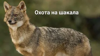 охота на шакала