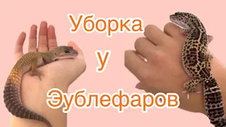 Уборка у эублефаров🧡￼