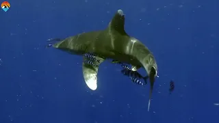 Big Whitetip Sharks Caught on Camera