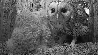 Tawny Owl Dad Spends Time With His Foster Owlets - Special Moment | Luna & Bomber | Robert E Fuller