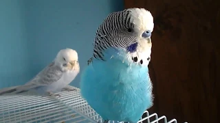 Budgie chirping & singing