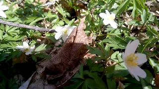 Zawilec gajowy (Anemone nemorosa L.)