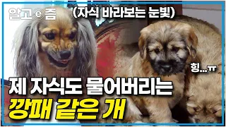 '자기 새끼도 물어버리는 아빠견?' 7마리의  아기 강아지에게 거친 공격성을 보이는 개. 극심한 공격성으로 집안을 냉랭하게 만든 깡패견│세상에 나쁜 개는 없다│알고e즘