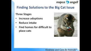 Small Changes, Big Results for Cats - webcast