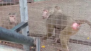 Самое беспокойное семейство Тайгана)