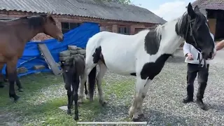 Видео отзыв о подборе двух кобыл | Александр Обжерин