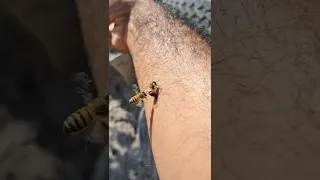 las abejas no son agresivas, hasta que tu cometes un error