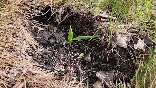 Liatris spicata (Dense Blazing Star) seed started indoors now transplanted May 16 zone 3