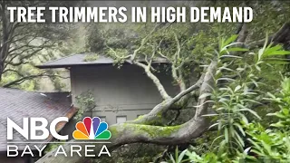 Tree Trimmers Provide Tips Ahead of Another Strong Bay Area Storm