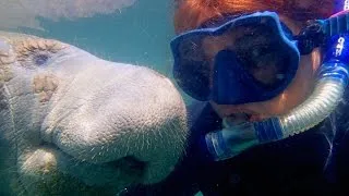 Affectionate Manatee Has Soft Spot For Diver