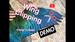 Macaw wing clipping