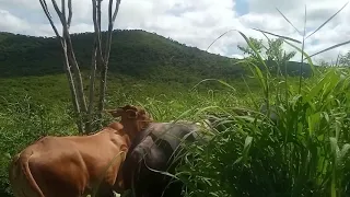 Capim Andropogon com 13% de teor de proteína, veja com alcançar!!