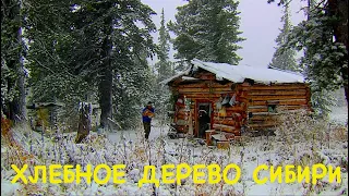 Хлебное дерево Сибири / В тайгу на поиски кедрового леса / Siberian Cedar - Life-Giving Tree.