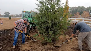 Planting the Big Trees & Packing Dahlias for Storage! 🌲💪🩷 // Garden Answer