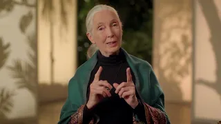 Dr. Jane Goodall Teaches Conservation | MasterClass