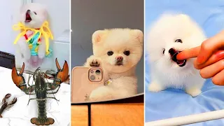 Tik Tok Chó Phốc Sóc Mini 😍 Funny and Cute Pomeranian #351