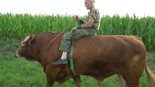 How to tie up the bull so he doesn't run away? He weighs only a ton | Bull Whisperer Romek