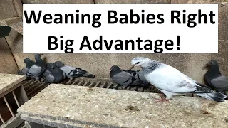Wean Babies Right.  Big Advantage!