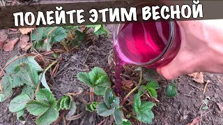 Уход за клубникой весной / Полейте этим в апреле мае до цветения! Ягод будет в разы больше!