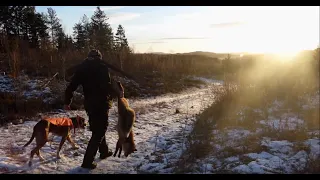 Revejakt med hund 2019, Foxhunting with dogs, Rävjakt