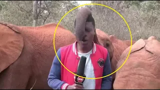 Baby elephant disrupting a TV reporter is the best part of today