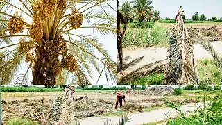 ##How to Clean(Chhanti) the Dates palm Khajoron Kay drakht ki safai(Chhanti) kesy krty Hain sindihe