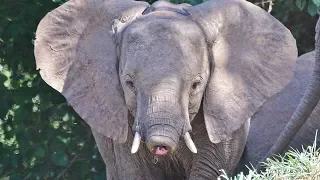 Elephant youngster with no trunk! Seen in Kruger Park on Safari