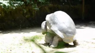 REPRODUCTION DE TORTUES GEANTES