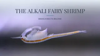 The Alkali Fairy Shrimp (Branchinecta mackini)