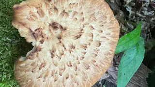 Polyporus tuberaster, May 3,  2024