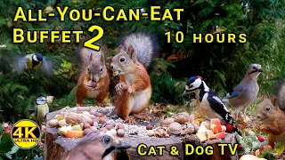 Cat & Dog TV Ultimate ASMR - Super Fun with Red Squirrels and Fluttering Wings | No mid-roll ads