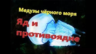 Медузы чёрного моря!   Очень полезная информация!