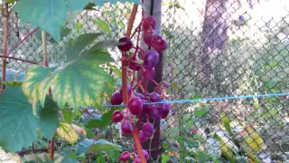 Растрескивание ягод винограда от осадков. Виноград Виктория.