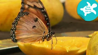 Von der Raupe zum Schmetterling | Mein Bruder und ich in Sansibar | SWR Kindernetz