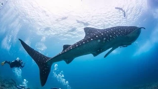 Incredible Whale Shark encounter - Best GoPro video ever 2015